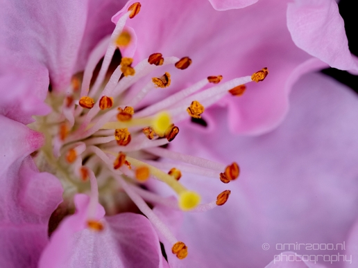 Macro_looking_at_flowers_nature_Photography_134_Canon_EOS_5D_Mark_IV.JPG