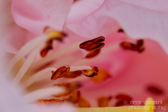 Macro_looking_at_flowers_nature_Photography_135_Canon_EOS_5D_Mark_IV.JPG