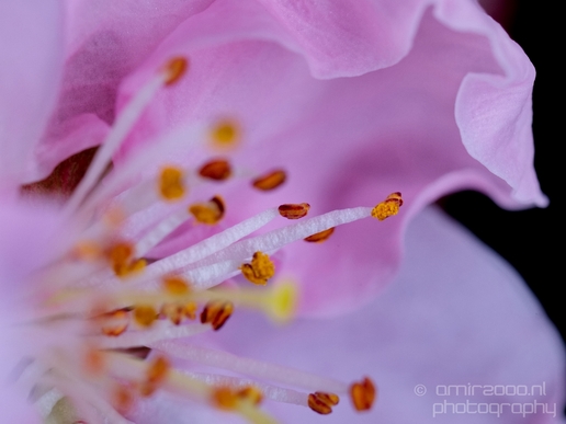 Macro_looking_at_flowers_nature_Photography_137_Canon_EOS_5D_Mark_IV.JPG