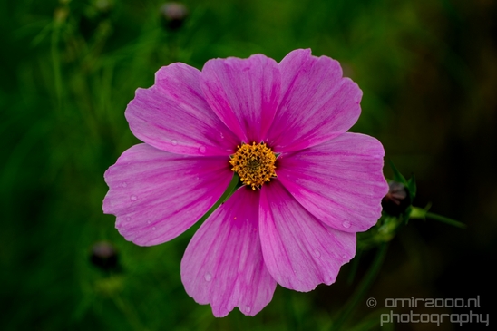 Macro_looking_at_flowers_nature_Photography_141_Canon_EOS_5D_Mark_IV.JPG