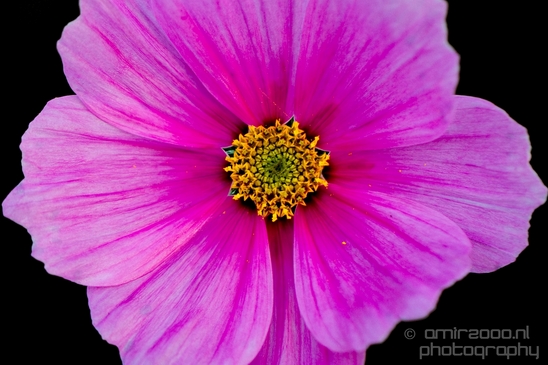 Macro_looking_at_flowers_nature_Photography_143_Canon_EOS_5D_Mark_IV.JPG