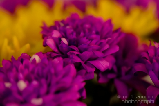 Macro_looking_at_flowers_nature_Photography_145_Canon_EOS_5D_Mark_IV.JPG