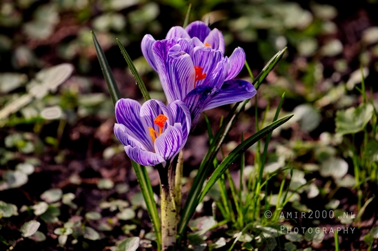 Macro_looking_at_flowers_nature_Photography_151_Canon_EOS_5D_Mark_IV.JPG