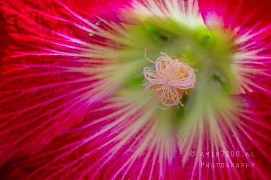 Macro_looking_at_flowers_nature_Photography_158_Canon_EOS_5D_Mark_IV.JPG