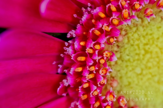 Macro_looking_at_flowers_nature_Photography_166_Canon_EOS_5D_Mark_IV.JPG