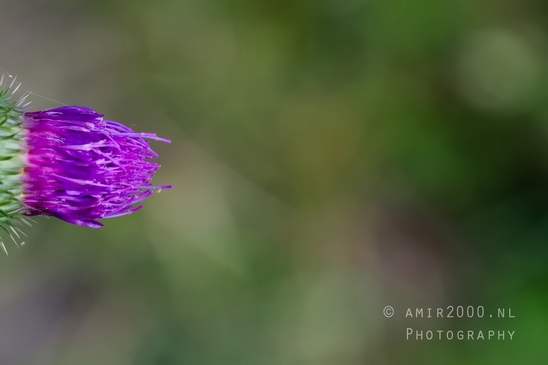 Macro_looking_at_flowers_nature_Photography_174_Canon_EOS_5D_Mark_IV.JPG