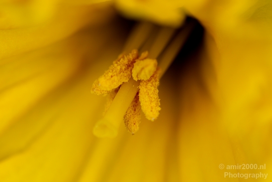 Macro_looking_at_flowers_spring_nature_Photography_014_Canon_EOS_5D_Mark_IV.JPG