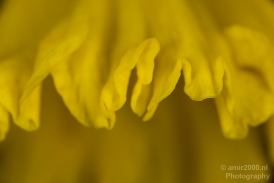 Macro_looking_at_flowers_spring_nature_Photography_016_Canon_EOS_5D_Mark_IV.JPG