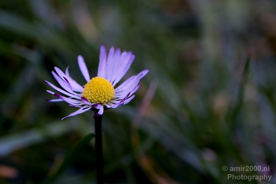 Macro_looking_at_flowers_spring_nature_Photography_026_Canon_EOS_5D_Mark_IV.JPG