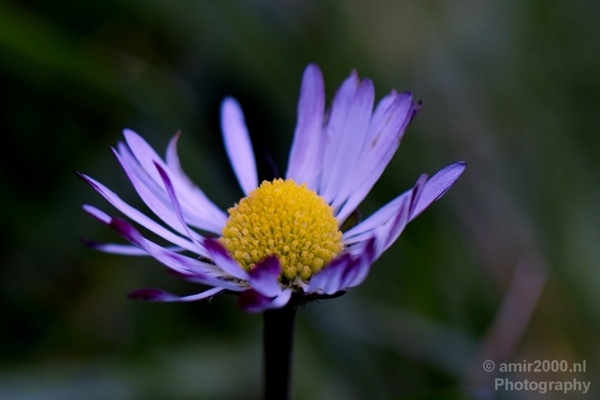 Macro_looking_at_flowers_spring_nature_Photography_028_Canon_EOS_5D_Mark_IV.JPG