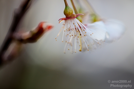 Macro_looking_at_flowers_spring_nature_Photography_029_Canon_EOS_5D_Mark_IV.JPG