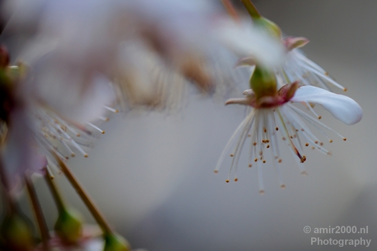 Macro_looking_at_flowers_spring_nature_Photography_030_Canon_EOS_5D_Mark_IV.JPG