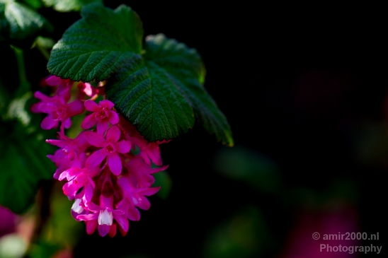 Macro_looking_at_flowers_spring_nature_Photography_031_Canon_EOS_5D_Mark_IV.JPG
