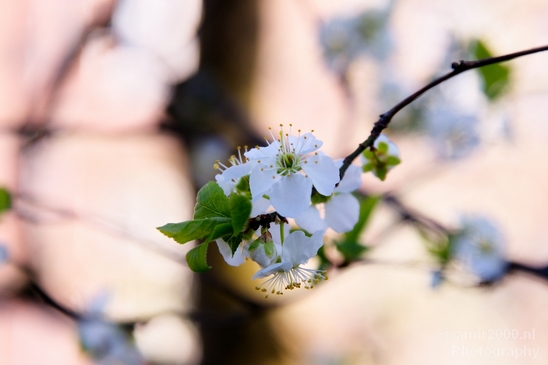Macro_looking_at_flowers_spring_nature_Photography_034_Canon_EOS_5D_Mark_IV.JPG