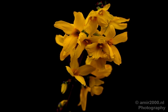 Macro_looking_at_flowers_spring_nature_Photography_035_Canon_EOS_5D_Mark_IV.JPG