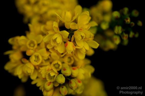 Macro_looking_at_flowers_spring_nature_Photography_036_Canon_EOS_5D_Mark_IV.JPG