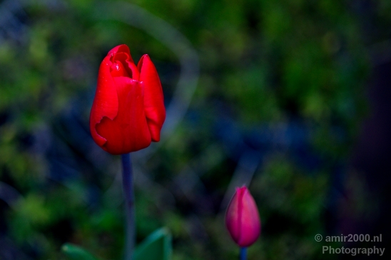 Macro_looking_at_flowers_spring_nature_Photography_054_Canon_EOS_5D_Mark_IV.JPG