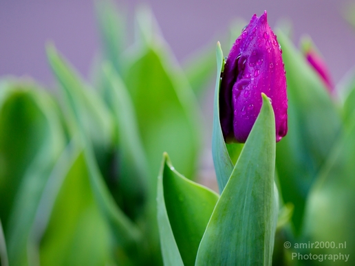Macro_looking_at_flowers_spring_nature_Photography_065_Canon_EOS_5D_Mark_IV.JPG