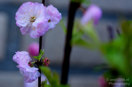 Macro_looking_at_flowers_spring_nature_Photography_067_Canon_EOS_5D_Mark_IV.JPG