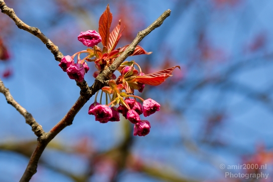 Macro_looking_at_flowers_spring_nature_Photography_073_Canon_EOS_5D_Mark_IV.JPG