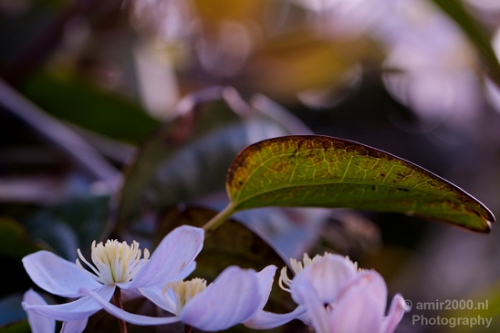 Macro_looking_at_flowers_spring_nature_Photography_080_Canon_EOS_5D_Mark_IV.JPG