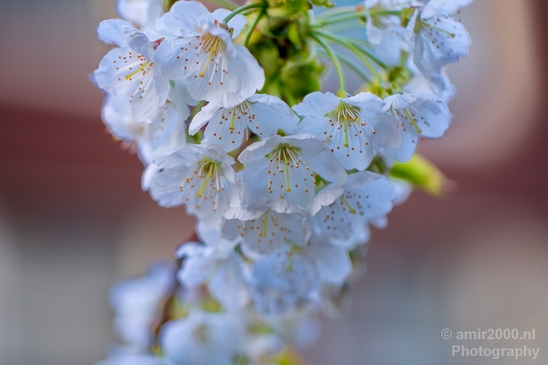 Macro_looking_at_flowers_spring_nature_Photography_084_Canon_EOS_5D_Mark_IV.JPG