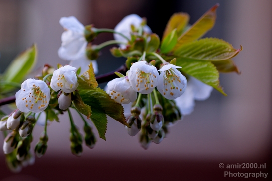 Macro_looking_at_flowers_spring_nature_Photography_085_Canon_EOS_5D_Mark_IV.JPG
