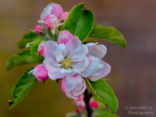 Macro_looking_at_flowers_spring_nature_Photography_087_Canon_EOS_5D_Mark_IV.JPG