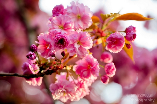 Macro_looking_at_flowers_spring_nature_Photography_092_Canon_EOS_5D_Mark_IV.JPG