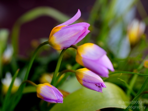 Macro_looking_at_flowers_spring_nature_Photography_107_Canon_EOS_5D_Mark_IV.JPG