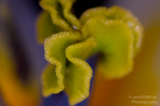Macro_looking_at_flowers_spring_nature_Photography_119_Canon_EOS_5D_Mark_IV.JPG