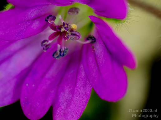Macro_looking_at_flowers_spring_nature_Photography_120_Canon_EOS_5D_Mark_IV.JPG
