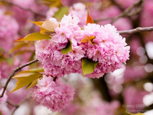 Macro_looking_at_flowers_spring_nature_Photography_123_Canon_EOS_5D_Mark_IV.JPG