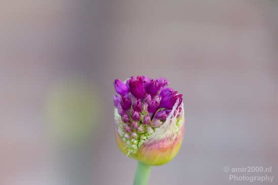 Macro_looking_at_flowers_spring_nature_Photography_129_Canon_EOS_5D_Mark_IV.JPG