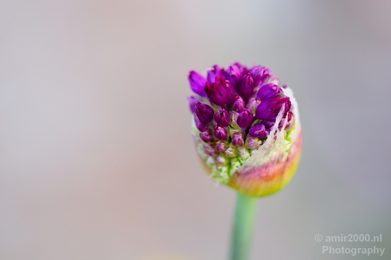 Macro_looking_at_flowers_spring_nature_Photography_130_Canon_EOS_5D_Mark_IV.JPG