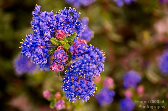 Macro_looking_at_flowers_spring_nature_Photography_133_Canon_EOS_5D_Mark_IV.JPG