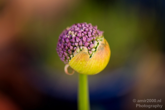 Macro_looking_at_flowers_spring_nature_Photography_134_Canon_EOS_5D_Mark_IV.JPG