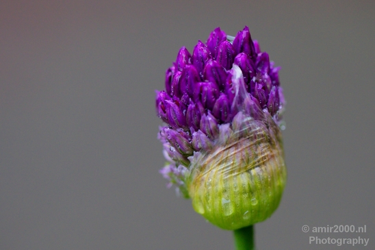 Macro_looking_at_flowers_spring_nature_Photography_144_Canon_EOS_5D_Mark_IV.JPG