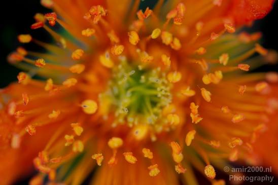 Macro_looking_at_flowers_spring_nature_Photography_152_Canon_EOS_5D_Mark_IV.JPG