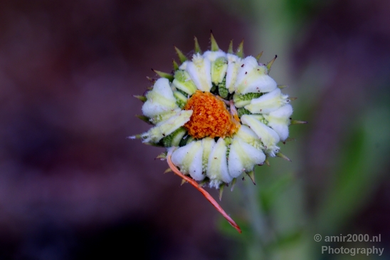 Macro_looking_at_flowers_spring_nature_Photography_163_Canon_EOS_5D_Mark_IV.JPG