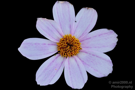 Macro_looking_at_flowers_spring_nature_Photography_182_Canon_EOS_5D_Mark_IV.JPG