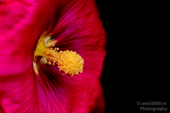 Macro_looking_at_flowers_spring_nature_Photography_188_Canon_EOS_5D_Mark_IV.JPG
