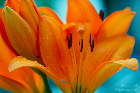 Macro_looking_at_flowers_spring_nature_Photography_194_Canon_EOS_5D_Mark_IV.JPG