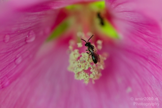Macro_looking_at_flowers_spring_nature_Photography_202_Canon_EOS_5D_Mark_IV.JPG