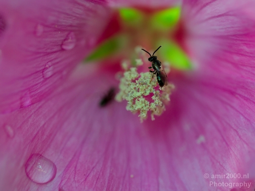 Macro_looking_at_flowers_spring_nature_Photography_203_Canon_EOS_5D_Mark_IV.JPG