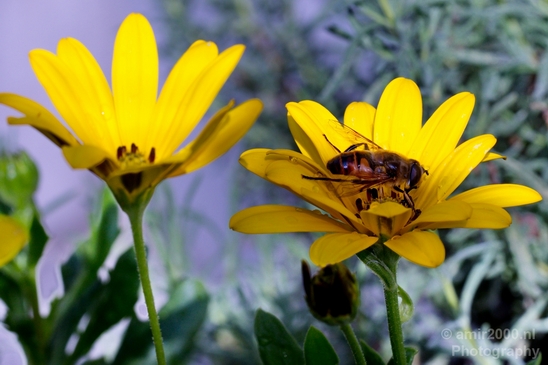 Macro_looking_at_flowers_spring_nature_Photography_207_Canon_EOS_5D_Mark_IV.JPG