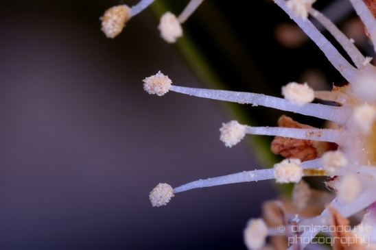 Macro_looking_at_flowers_spring_nature_Photography_211_Canon_EOS_5D_Mark_IV.JPG