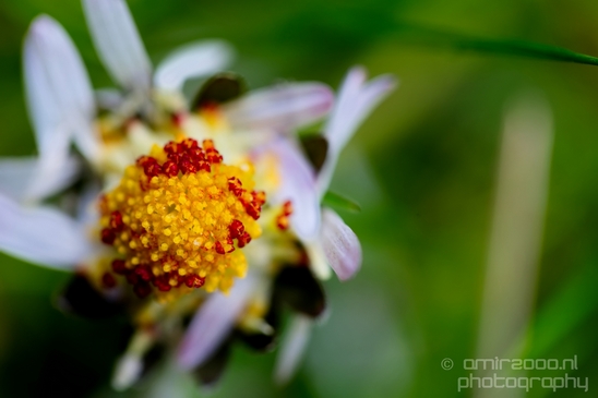 Macro_looking_at_flowers_spring_nature_Photography_213_Canon_EOS_5D_Mark_IV.JPG