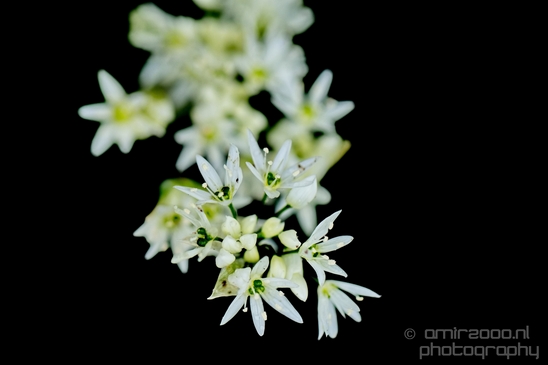 Macro_looking_at_flowers_spring_nature_Photography_218_Canon_EOS_5D_Mark_IV.JPG