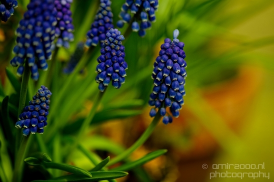 Macro_looking_at_flowers_spring_nature_Photography_220_Canon_EOS_5D_Mark_IV.JPG